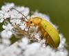 Cteniopus sulphureus